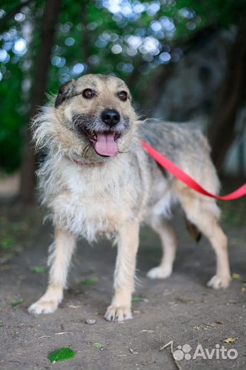 Чудо-собака в поисках дома