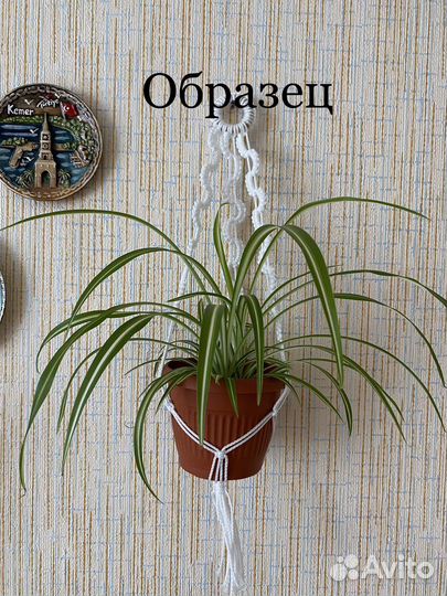 Продаю цветочки