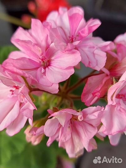 Пеларгония Occold lagoon