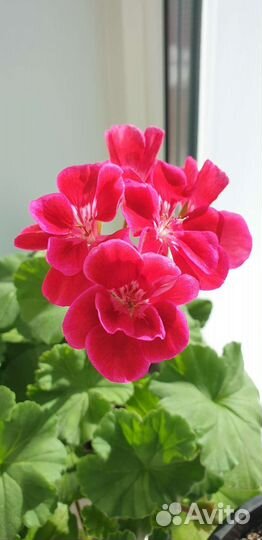 Герань пеларгония