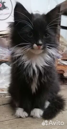 Котята мышеловы