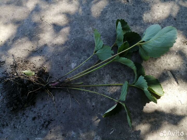 Саженцы клубники