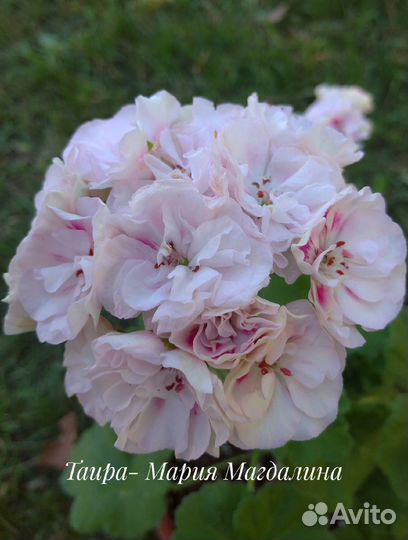 Сортовые пеларгонии