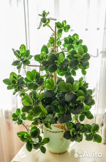 Клузия росеа Принцесс