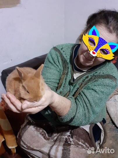 Продаются кроли бургунцы