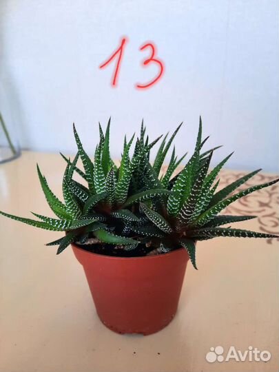 Цветы суккуленты