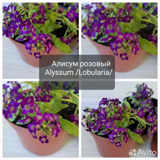 Редкие,необычные растения И съедобная микрозелень