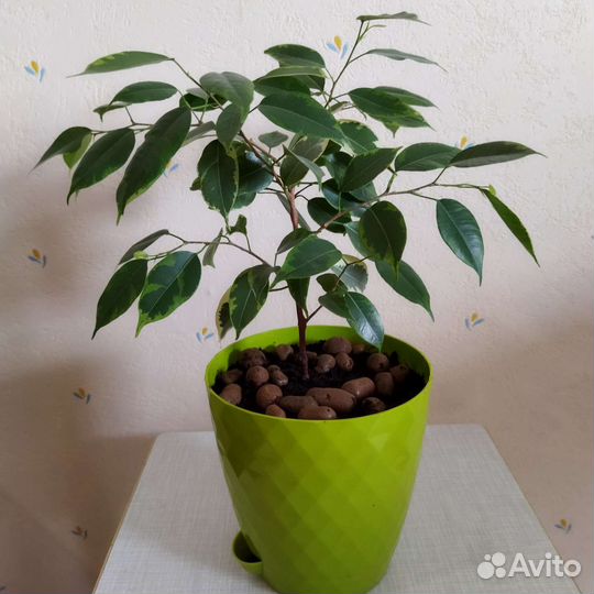 Фикус бенджамина белый