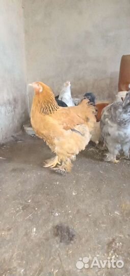 Петухи Брама