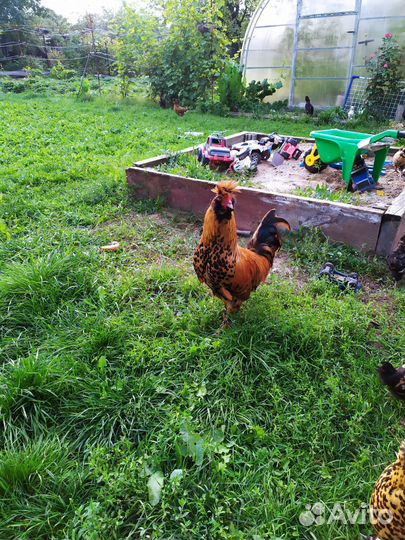 Павловское золото петух