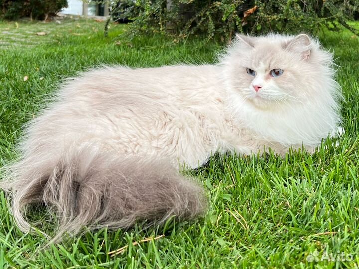 Булка Царь-Кошка в поисках семьи навсегда