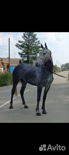 Орловская кобыла