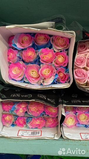 Розы эквадор