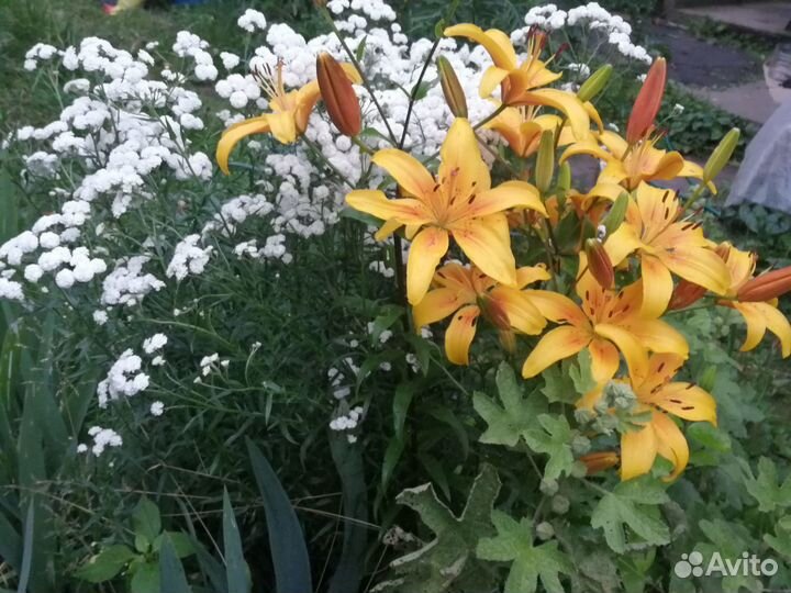 Саженцы:цветы,кусты,деревья,свежие и суш.яблоки