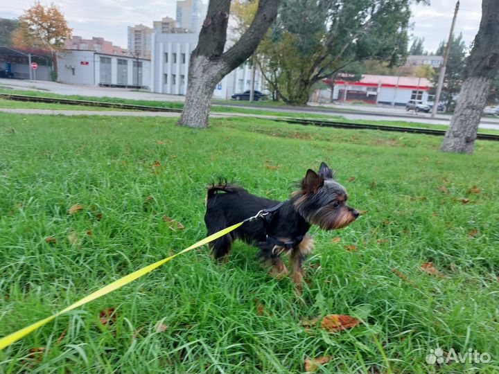 Йоркширский терьер