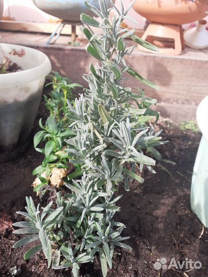 Лаванда саженцы