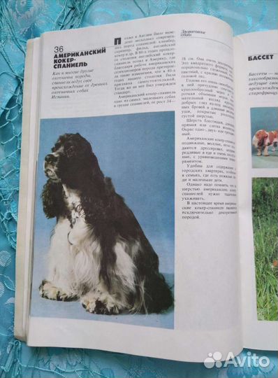 Декоративные собаки (1988)