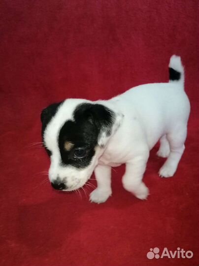 Джек Рассел терьеры