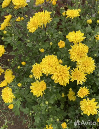 Хризантемы