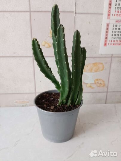 Цветы стапелия