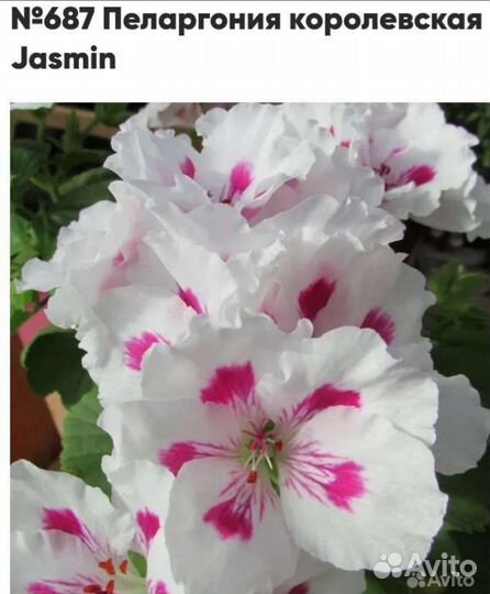 Пеларгония герань королевская