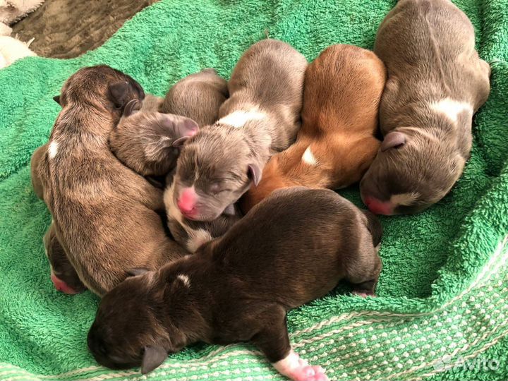 Продам щенков Амстафф