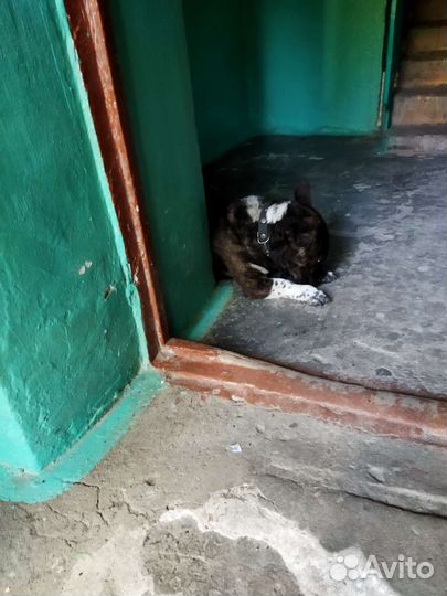 Найдена собака