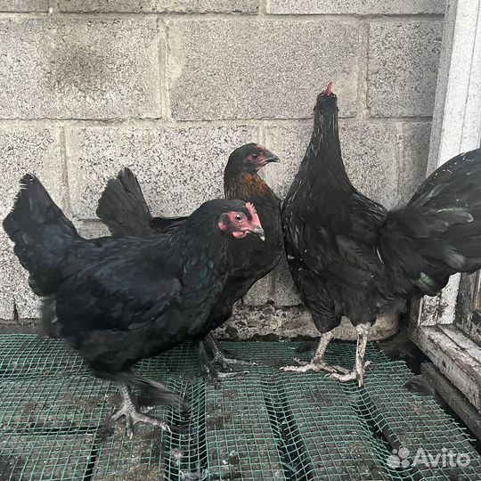 Молодки и петушки