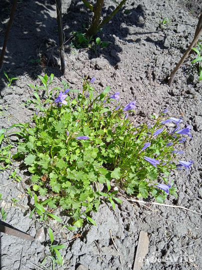 Растения для сада