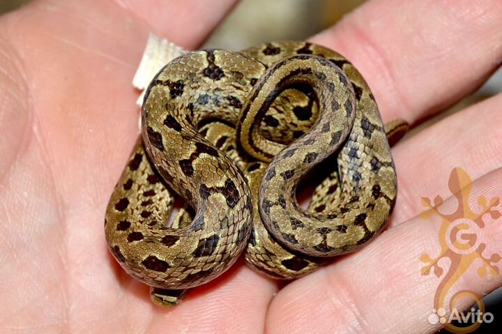 Двупятнистый полоз. Змея для новичка