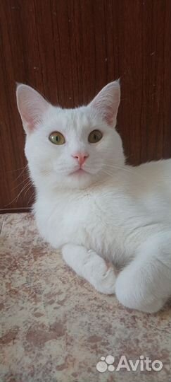 Белоснежный котик