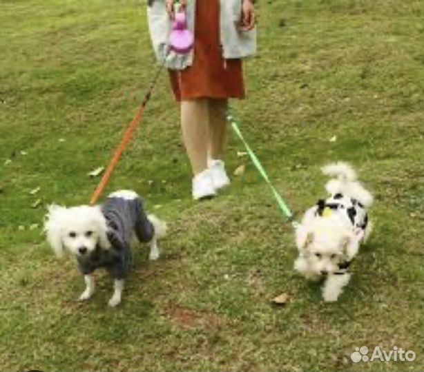 Передержка,выгул собак и уход. Зооняня