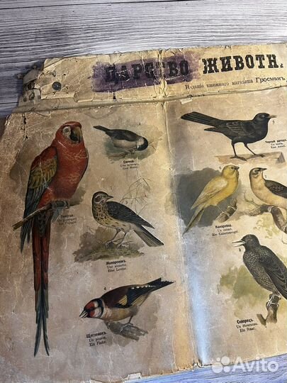 Дореволюционный плакат 1900-1917 ткань школа