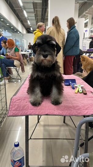 Цвергшнауцер