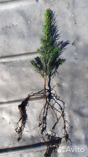 Ель голубая