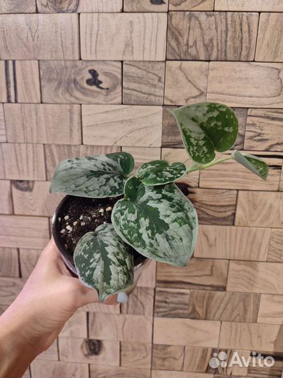 Сциндапсус пиктус треби