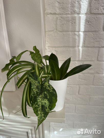 Набор комнатных растений