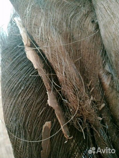 Природный материал для поделок