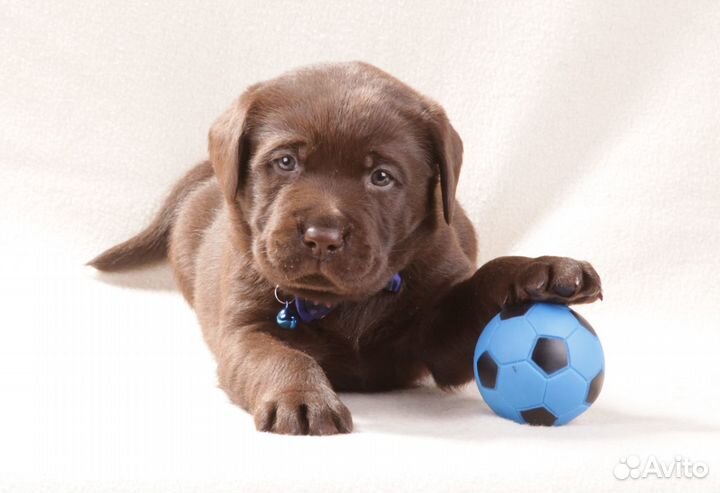 Щенки Лабрадора из племенного питомника РКФ/FCI