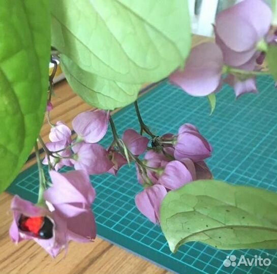 Клеродендрум госпожи Томпсон