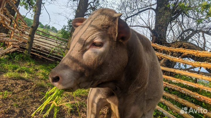 Бычек на племя