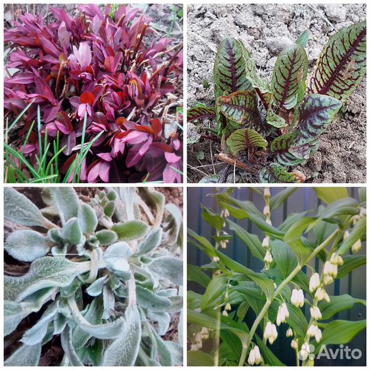 Садовые цветы