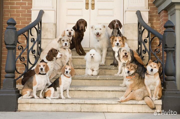 Передержка собак