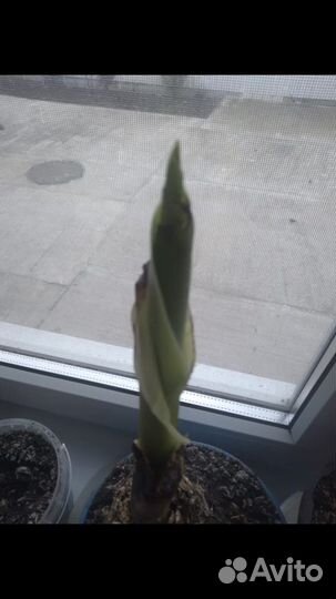 Банановая пальма