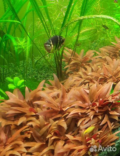 Аквариумные растения. Регулярная прополка