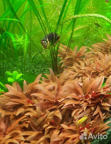 Аквариумные растения. Регулярная прополка