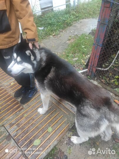 Сибирский хаски