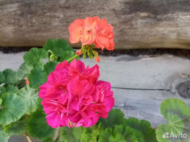 Комнатные цветы