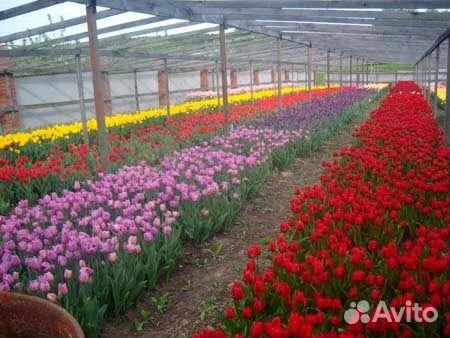 Тюльпаны к 8 марта оптом