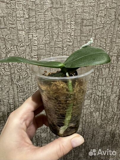 Орхидея фаленопсис детка